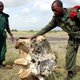 Members of an anti-poaching squad find an elephant skull in Arusha, Tanzania.